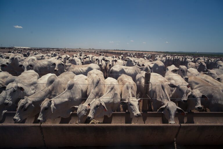 Preço do boi gordo permanece estável em quase todo o Brasil