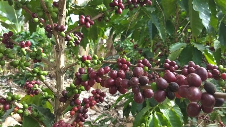 Mercado de café reage à frente fria com cautela e volatilidade