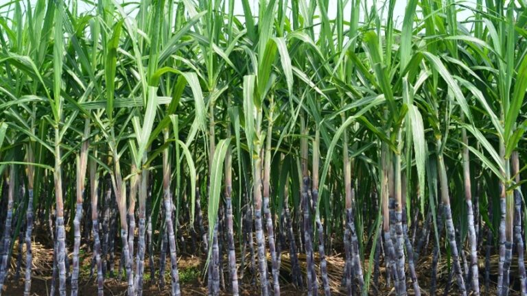 Canaviais apresentam redução expressiva no uso de herbicidas com tecnologia avançada