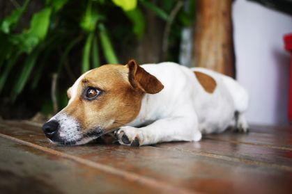 Ansiedade de separação em pets: como identificar e tratar o problema emocional