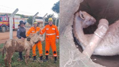 Bombeiros resgatam jumento preso em bueiro estreito no Norte de Minas