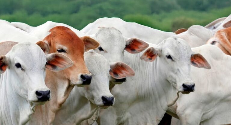 Exportação de carne bovina do Brasil deve cair 10% em 2026 com restrição da China