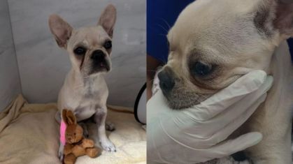 Liberdade provisória para tutora de buldogue que ingeriu crack em Santa Catarina