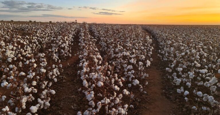 Cna questiona uso de dados do desmatamento para crédito rural no stf