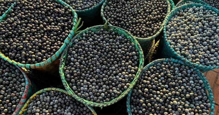 Jabuticaba, açaí e guaraná brasileiras figuram entre as melhores frutas do mundo