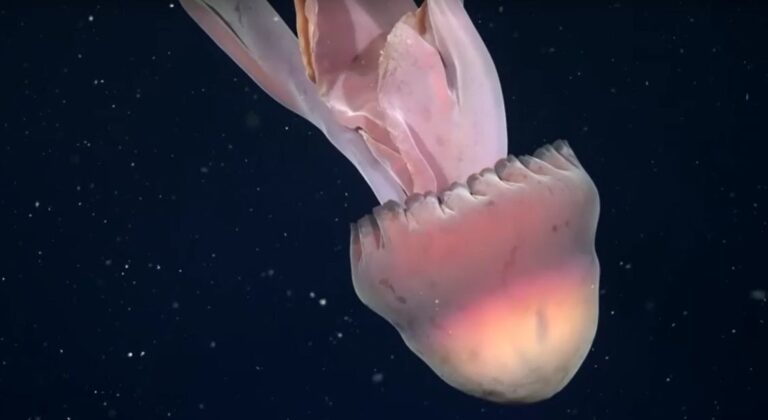Raríssima água-viva fantasma gigante é capturada na costa da Argentina