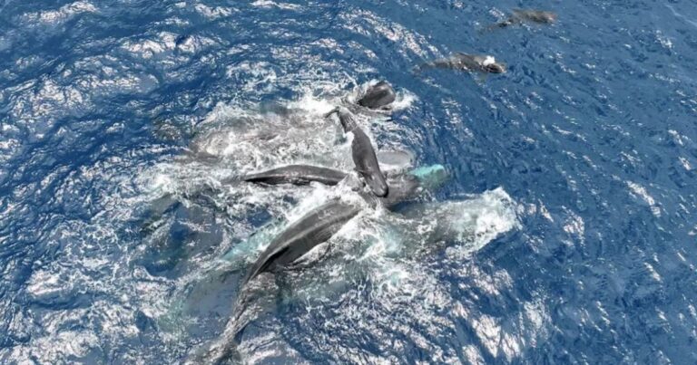 Baleia cachalote recebe apoio coletivo durante nascimento no Caribe