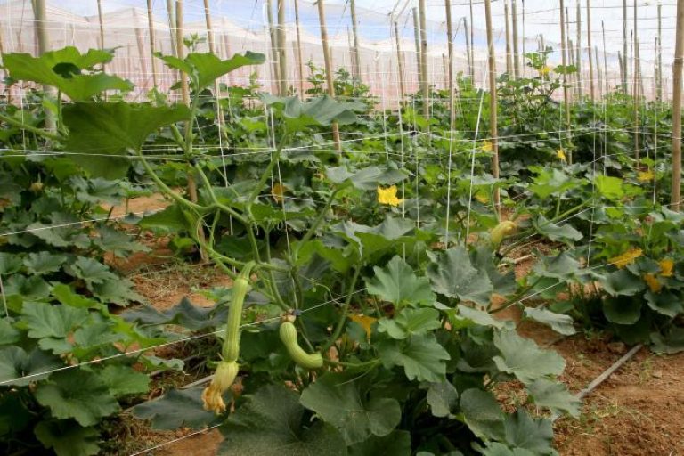 Abobrinha impulsiona mais de R$ 100 milhões na agricultura do Paraná