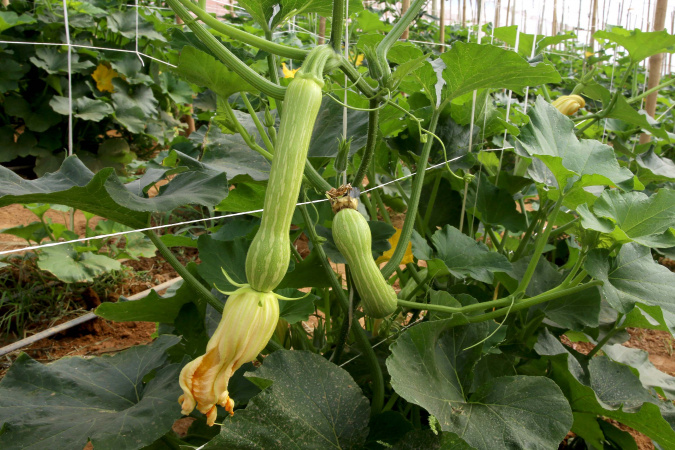 Cultivo de abobrinha gera mais de 100 milhões no Paraná em 2024