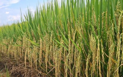 Crédito caro e dólar baixo pressionam safra de arroz no Rio Grande do Sul