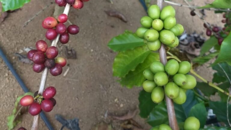 Café enfrenta queda com avanço da safra recorde no Brasil