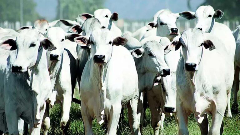 Texas mobiliza pecuaristas após surgimento de parasita em bezerro