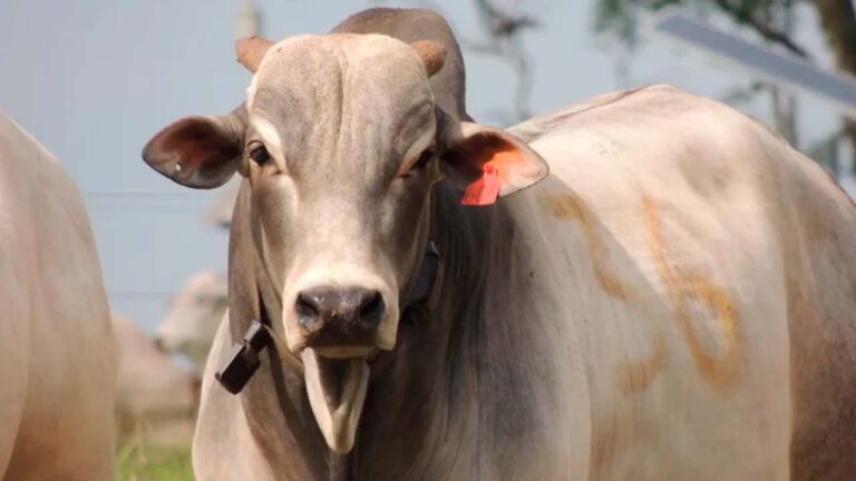 USDA atua para conter caso isolado de berne em bovino no Texas