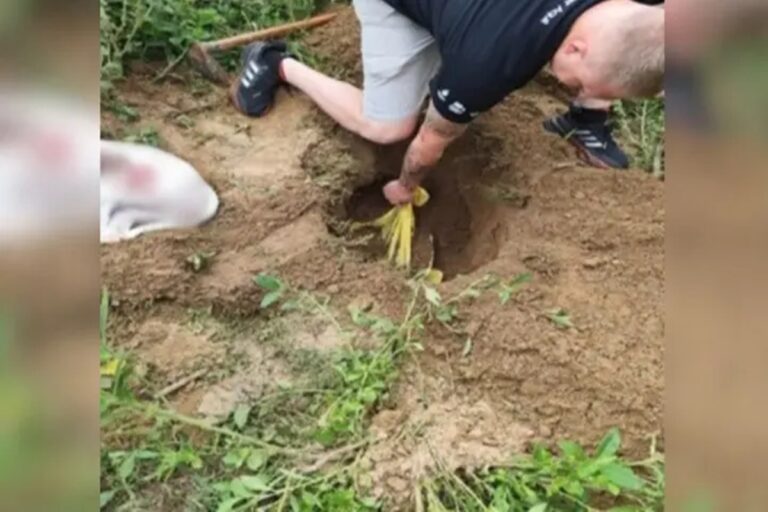 Homem é preso após matar cães a machadadas em Timbó
