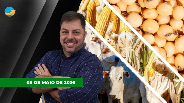 Preços de vaca e novilha recuam em São Paulo com alta do milho e soja em Chicago