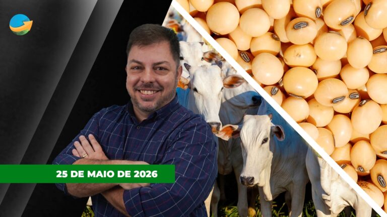 Feriado nos EUA e Londres provoca baixa liquidez e poucos negócios no mercado agrícola brasileiro