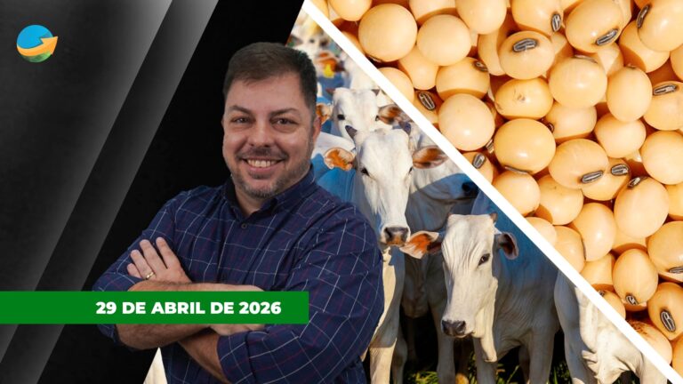 Soja sobe em Chicago impulsionada pelo óleo, enquanto mercado brasileiro permanece estável