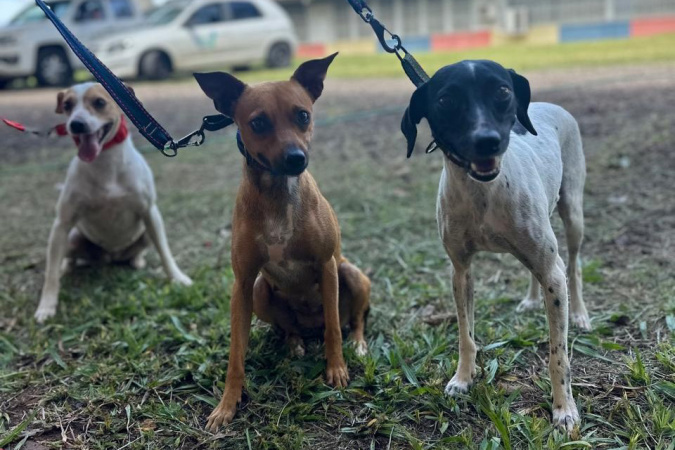 CastraPet Paraná amplia esterilização para cães e gatos em 42 cidades em fevereiro