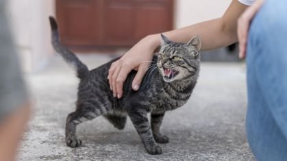 Estresse em gatos pode levar a doenças graves e até morte