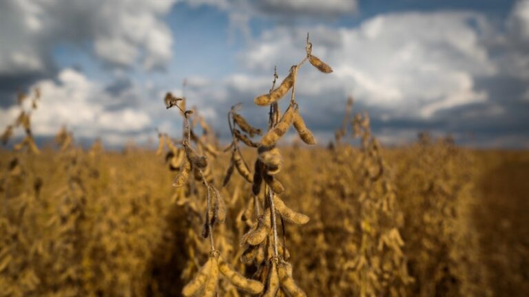 Mercados agrícolas registram oscilações moderadas em fevereiro de 2026