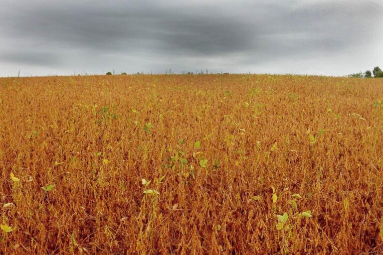 Chuvas no início da semana exigem cuidados nas áreas de soja