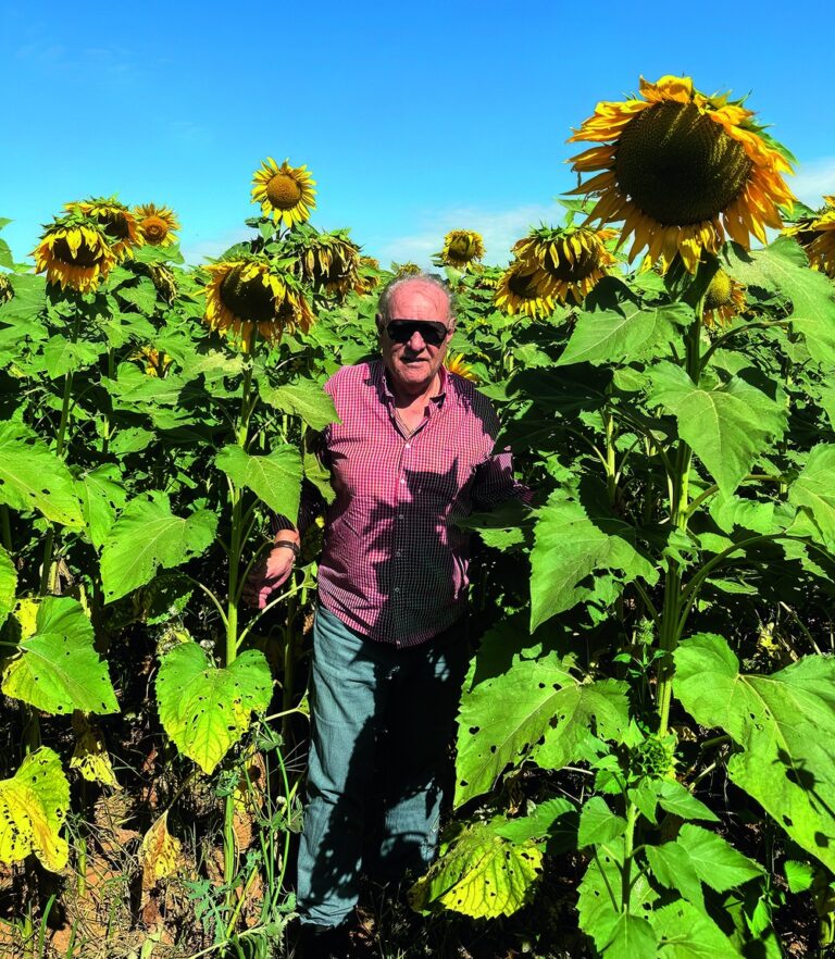 Produtores ampliam cultivo de girassol diante de bons resultados no campo e na renda