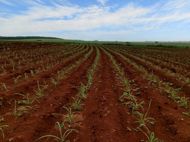 ctc registra lucro recorde e expande lançamentos na safra 2025 26