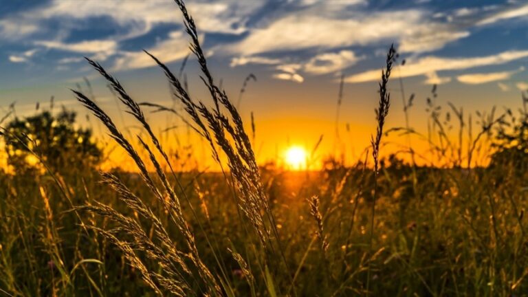 Incentivos para a transição sustentável no agronegócio brasileiro
