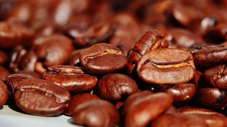 Bioinsumos impulsionam sustentabilidade e produtividade na cafeicultura brasileira
