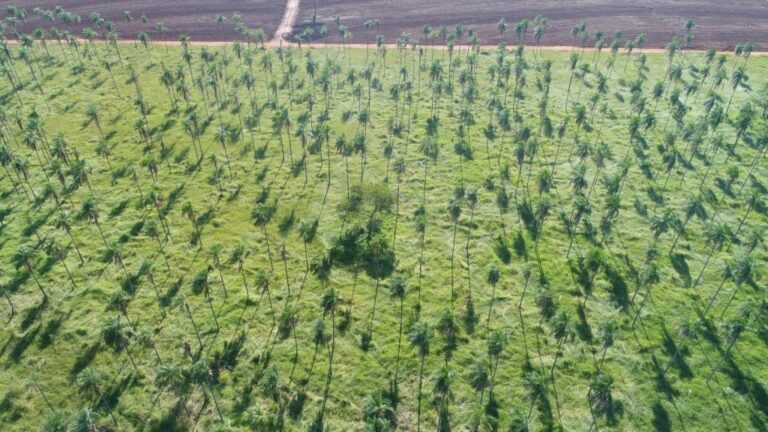 São Paulo amplia orientação para transformar regularização ambiental em renda no campo