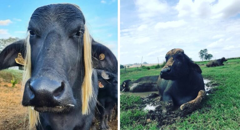 Catarina a búfala influencer que mostra a rotina da fazenda em Piumhi