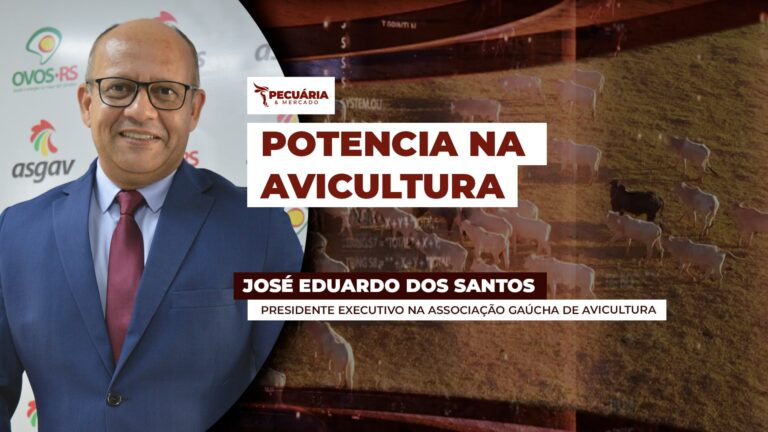 Região Sul mantém liderança na avicultura brasileira em 2026