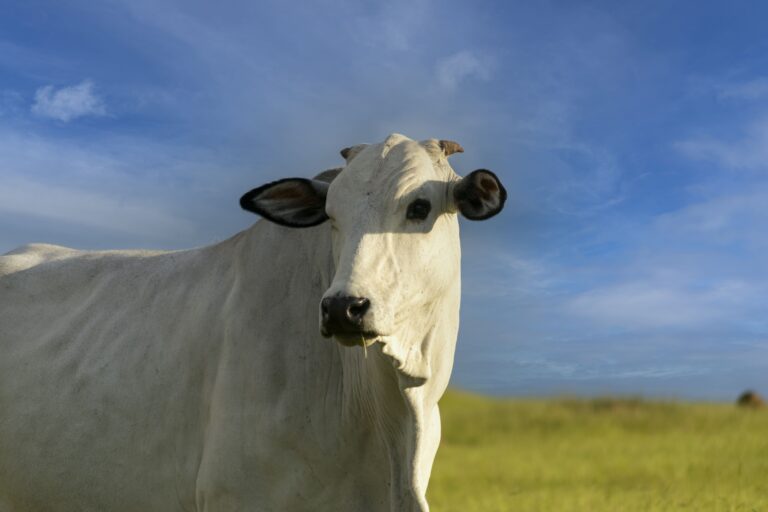 USDA confirma novos casos de bicheira nos Estados Unidos e amplia investigação