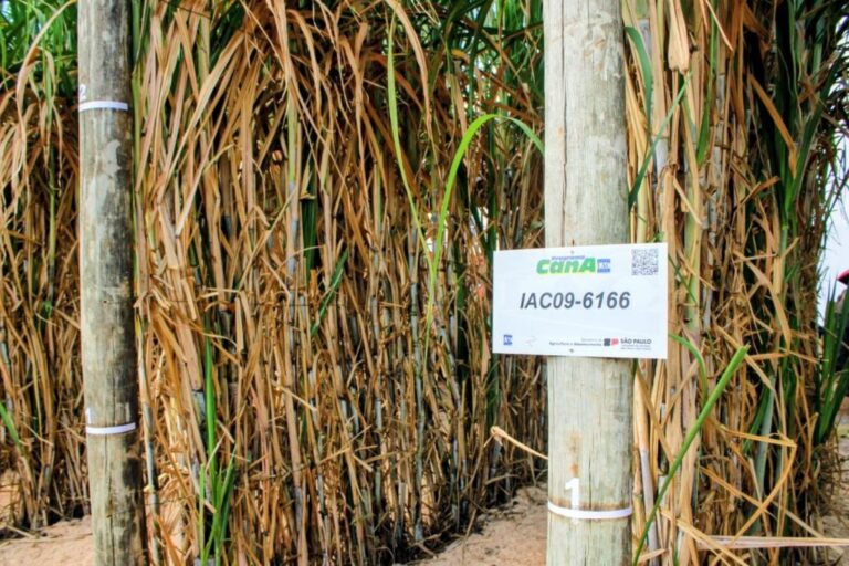 IAC lança variedades inovadoras de cana e amendoim para o agronegócio paulista