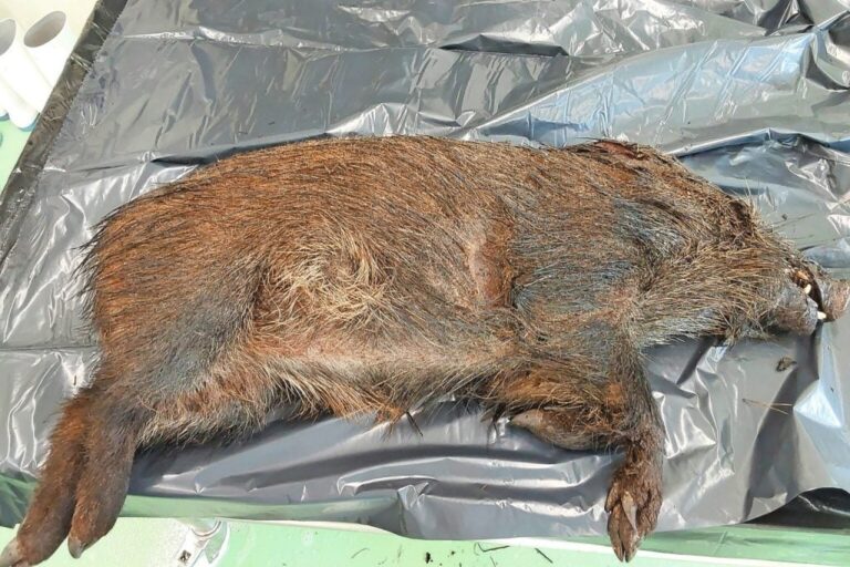 Peste suína africana avança entre javalis na Catalunha e amplia vigilância sanitária