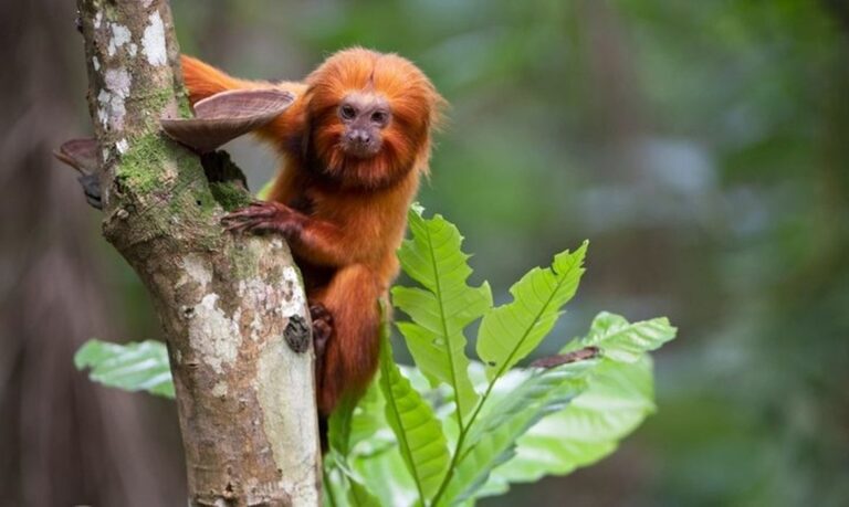 TV Brasil promove maratona da série rastro dos bichos sobre animais em extinção