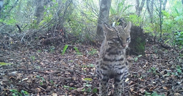 Gato-do-mato-pequeno é filmado pela primeira vez no perímetro urbano de Porto Alegre