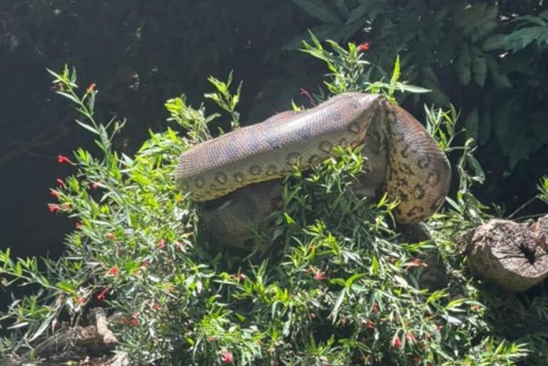 Atletas da canoagem registram sucuri gigante em Bonito ms
