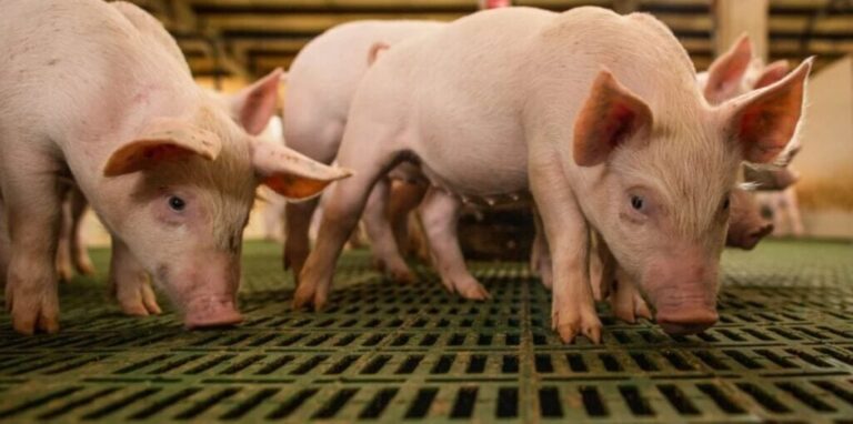 Produtores alemães solicitam r$ 1,2 bi anuais para melhorar bem-estar de porcas
