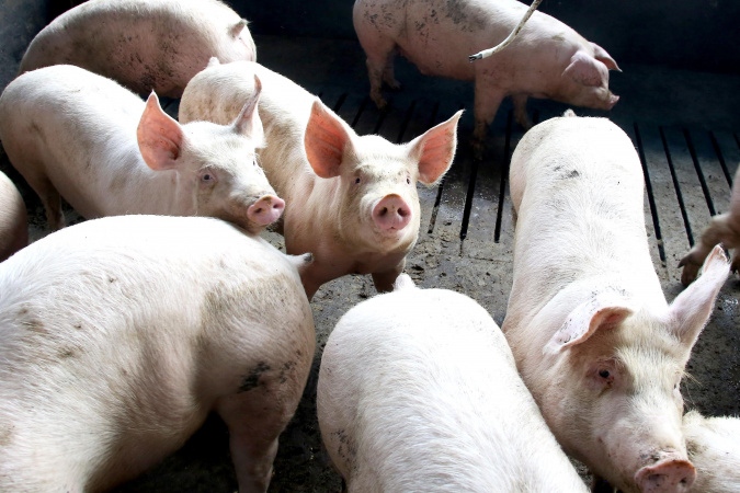 Paraná mantém liderança no fornecimento de carne suína no Brasil pelo oitavo ano