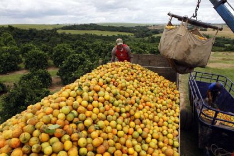 Safra de laranja cresce 26,9% apesar das perdas por greening e clima