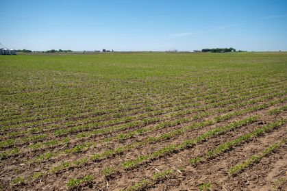 Agricultura de baixo carbono cresce como solução sustentável no Brasil