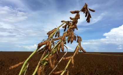 soja opera em queda influenciada por relatório neutro do usda