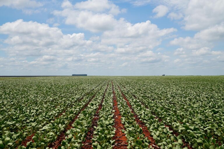 Produção de biodiesel cresce em Mato Grosso e alcança 26% do mercado nacional