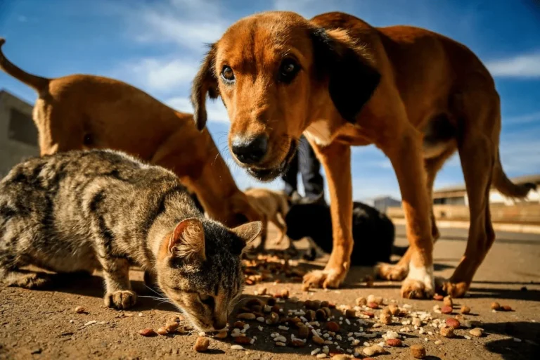 Ração do bem mobiliza moradores para alimentar animais de rua no Distrito Federal
