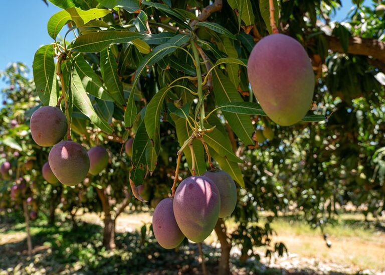 Chuvas em Minas Gerais elevam preços e afetam produção de manga