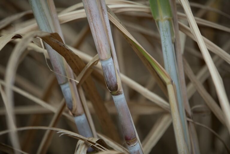 Ctc lança duas novas variedades de cana focadas em maior produtividade