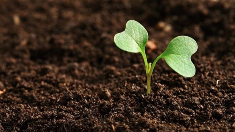 Summit debate nutrição vegetal e inovação em adubação foliar