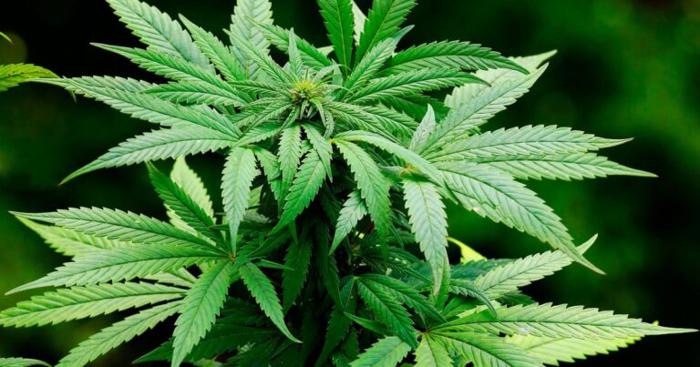 Uso de maconha não alivia problemas de saúde mental, dizem cientistas