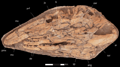 Paleontólogos descobrem mosassauro gigante com nove metros no Marrocos